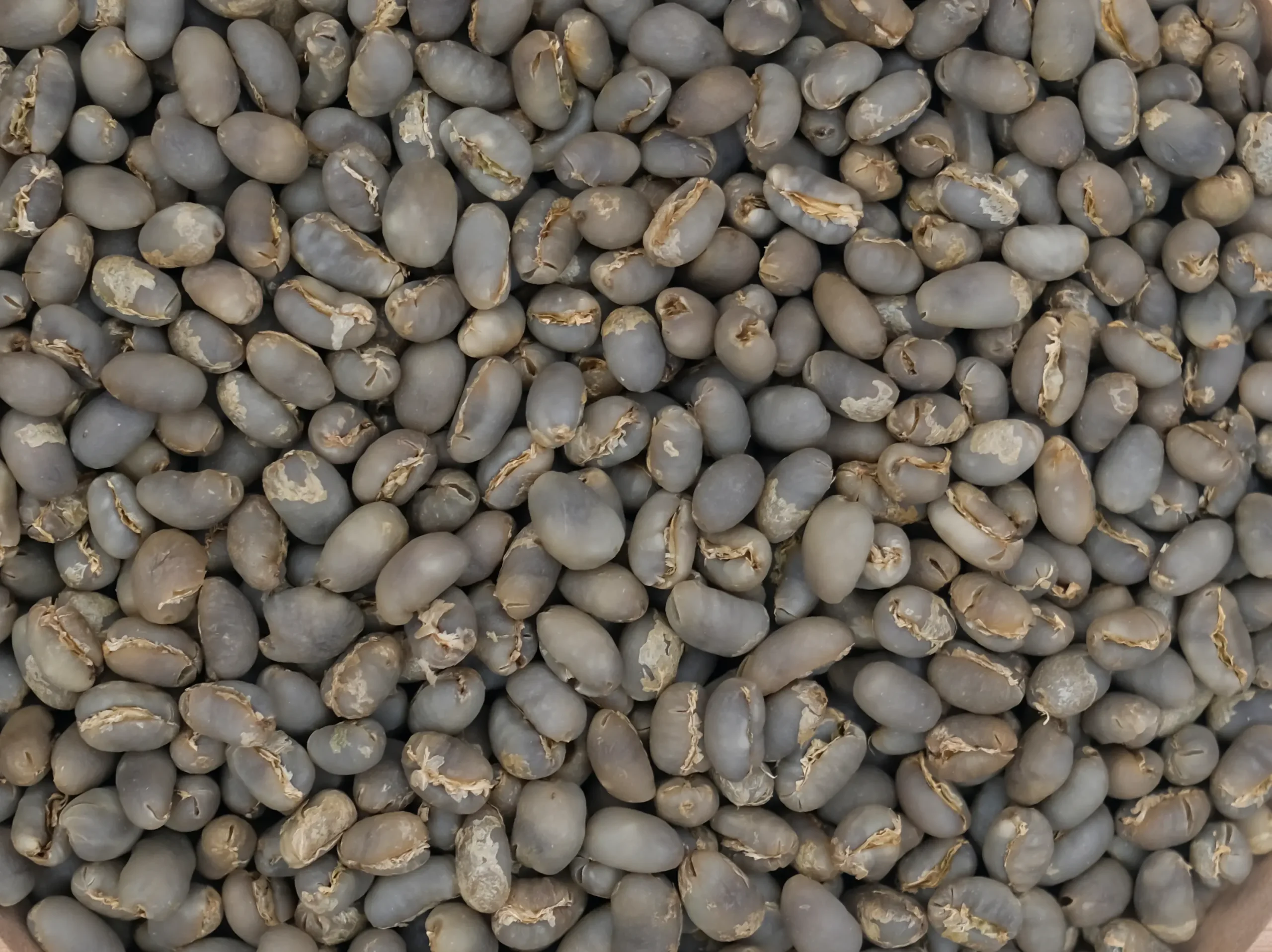 Gayo Coffee Beans: Buyer’s Guide to Cultivars, Cup Profiles & Sourcing